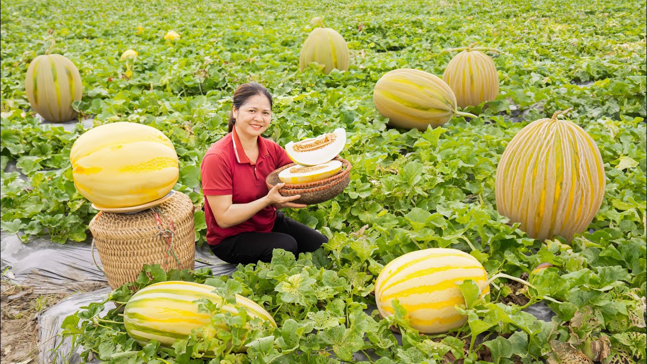 Harvesting Pear Melon - Cooking And Taking Care Of Pets Going to the market to sell