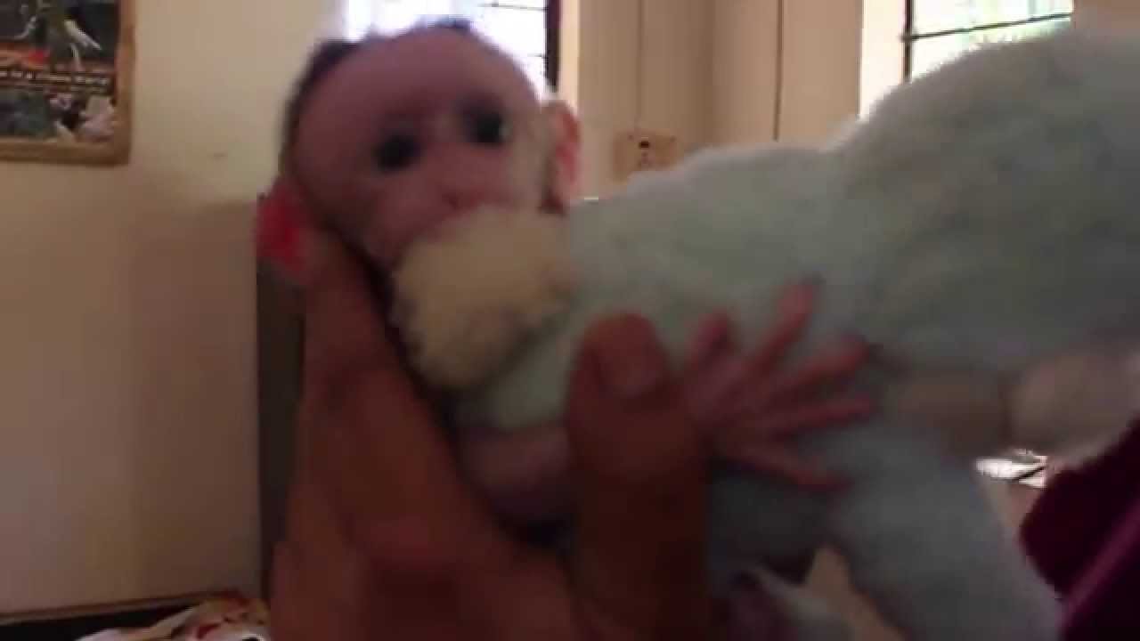 Infant monkey (bonnet macaque) rescue and cared for at WRRC, Bangalore, India