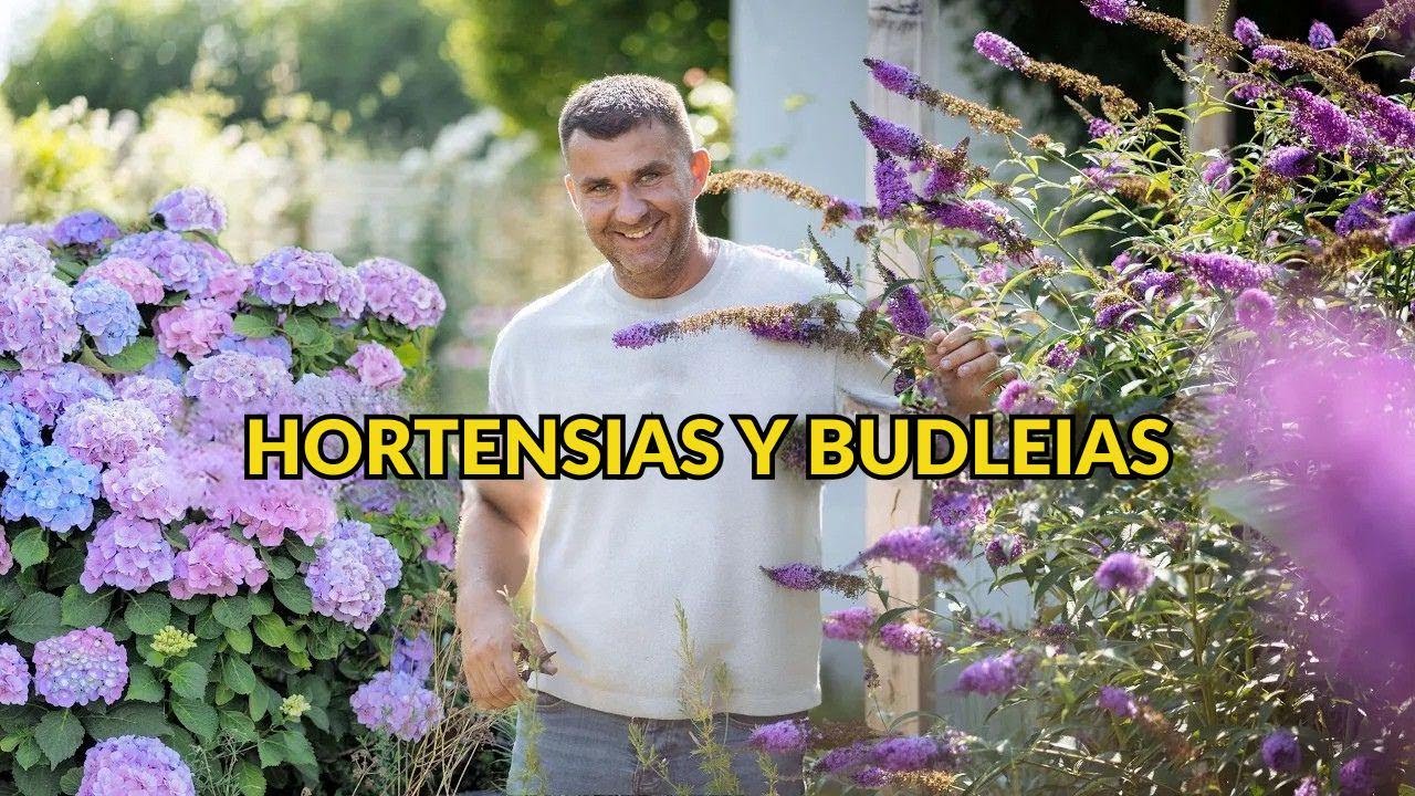Hortensias y budlejas en verano: cómo crecen, dónde sembrarlas y qué hacer con las flores marchitas