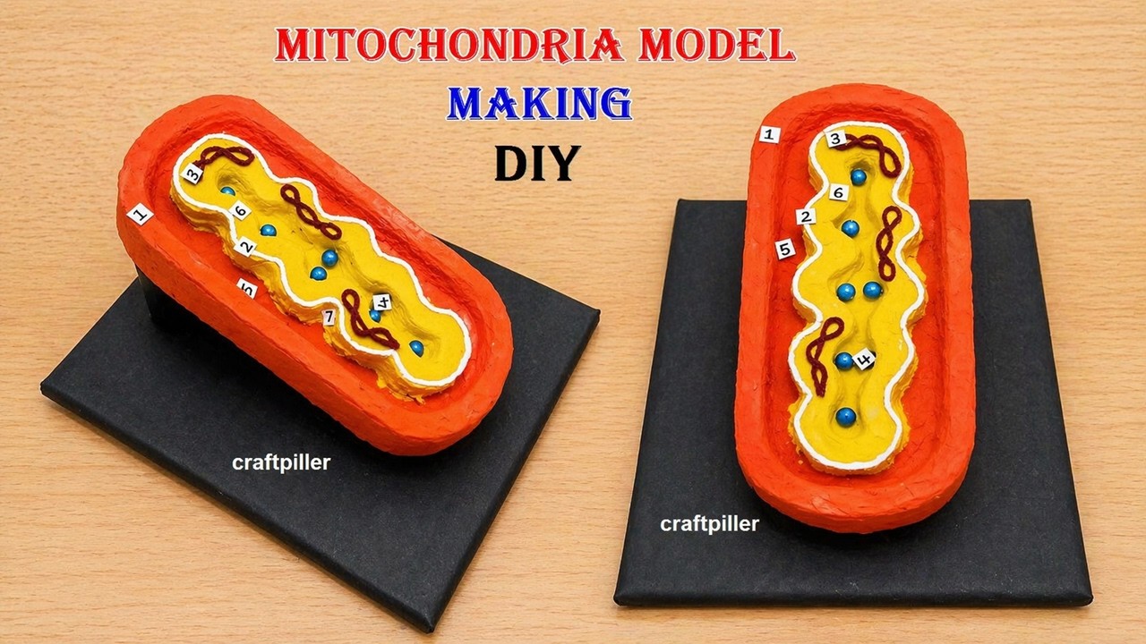 mitochondria model (3D) making science project using cardboard | craftpiller @howtofunda
