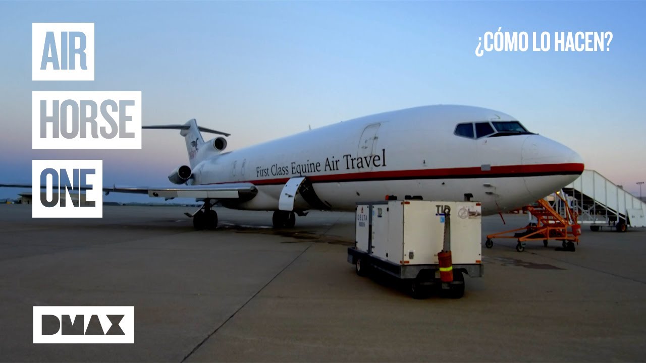 'Air Horse One', el avión para caballos a 4500 dólares el billete | ¿Cómo lo hacen?