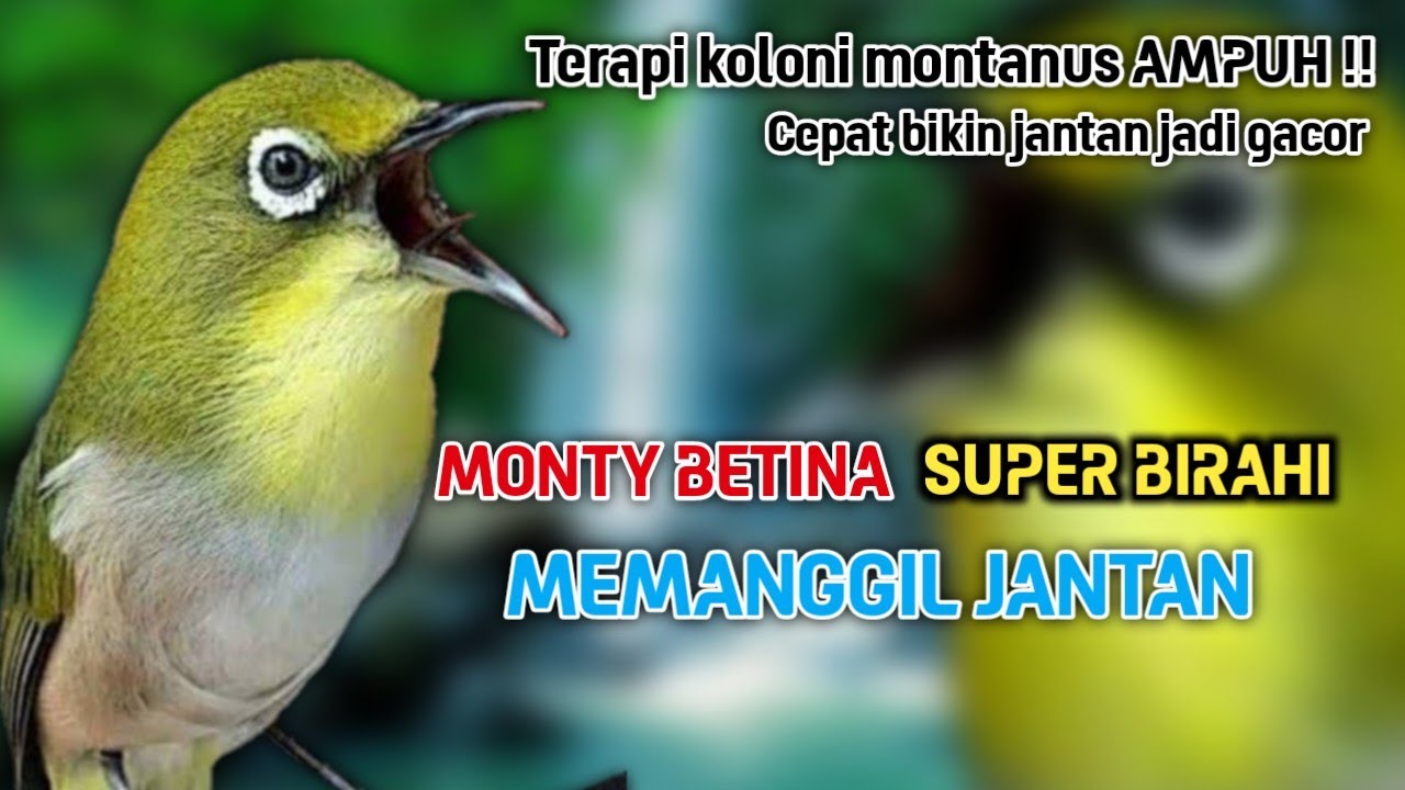 Terapi pleci monty betina birahi memanggil jantan bikin cepat gacor buka paruh