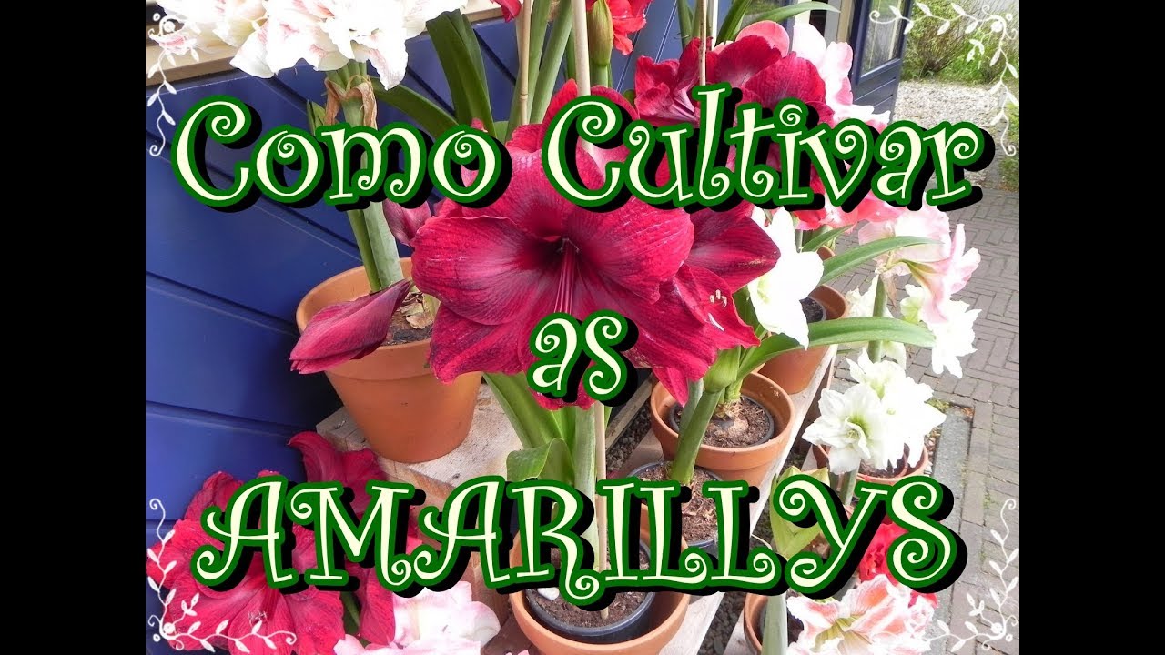Dicas Importantes Para Cultivo dos Amarillis