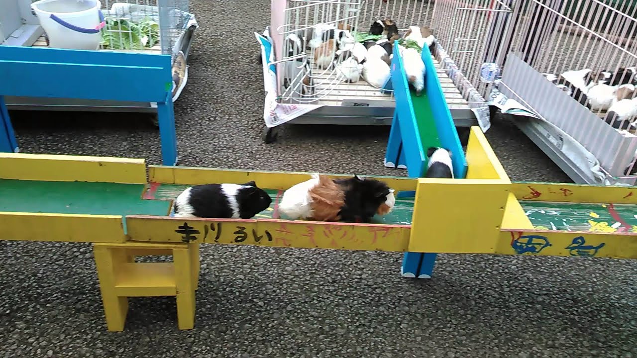 町田リス園　モルモットの帰宅