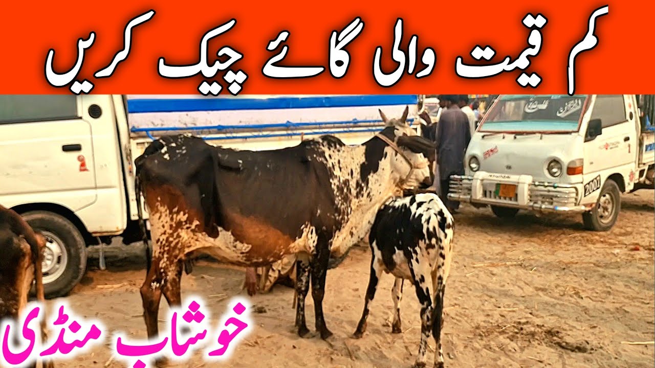 Khushab Cow Mandi | Cholistani Sahiwal Friesian Cross cow || Mandi Star