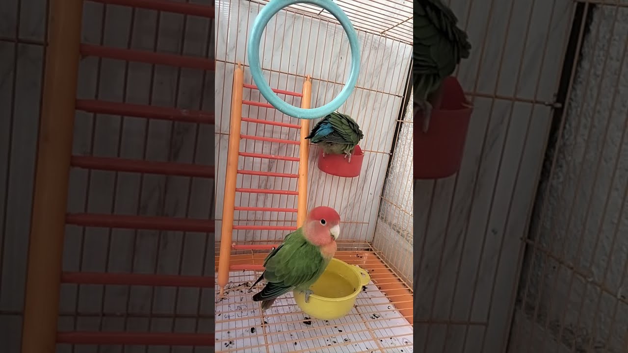 African Love Birds🐥 is live!