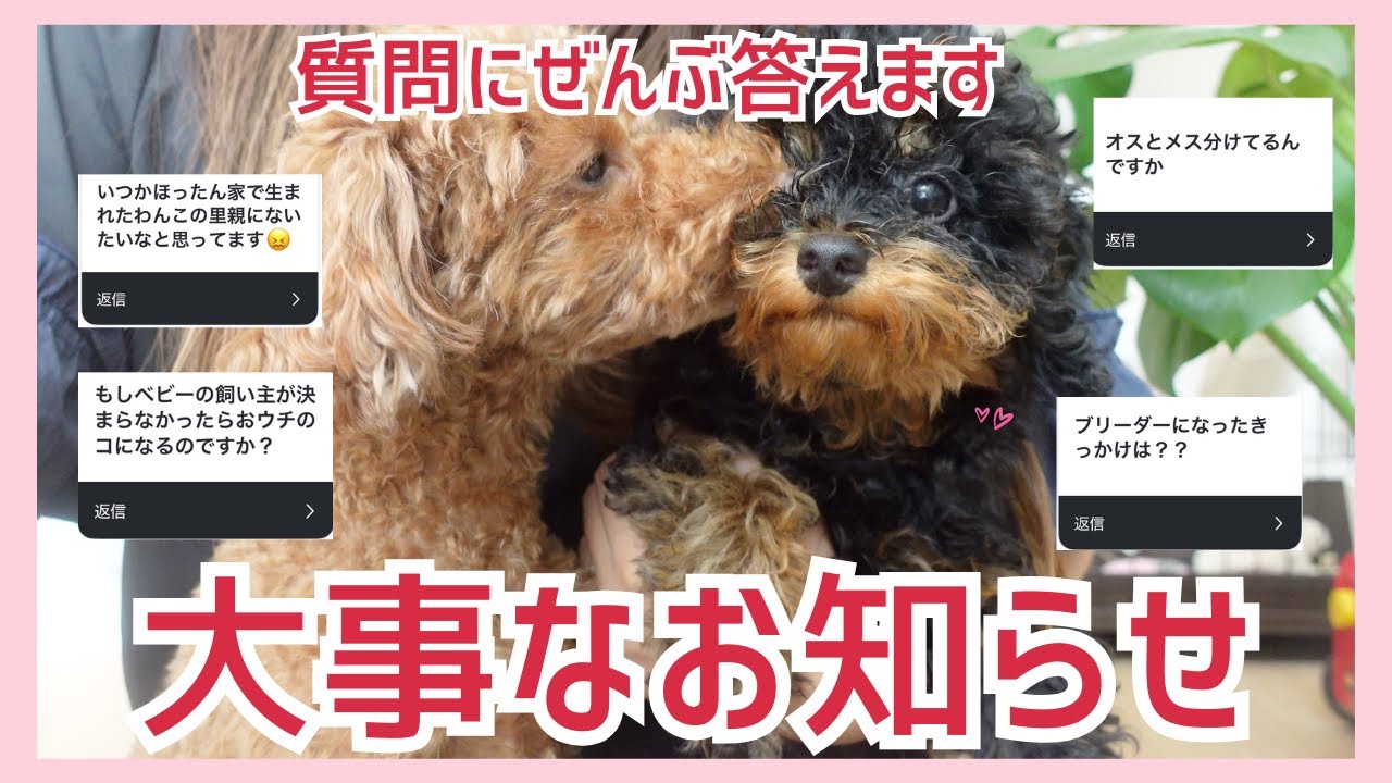 【視聴者Q&A】みんなの質問に答えます！＆大切なお知らせ🐶