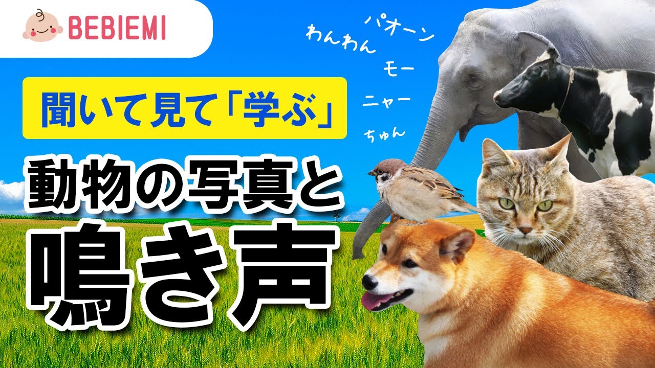 動物の写真と鳴き声が流れる♪【聞いて・見て・学ぶ】 赤ちゃん 泣き止む 笑う 喜ぶ 寝る  犬 猫 ライオン 象 鳥 可愛い カエル　馬  知育 学び baby kids animal dog cat