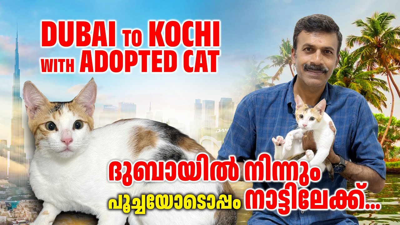 മരിച്ചുപോയ മറ്റൊരു പൂച്ചയുടെ പുനർജ്ജന്മം പോലെയാണ് ഈ പൂച്ചകുട്ടി😱ദുബായ് To Kerala with adopted Cat🐈😍