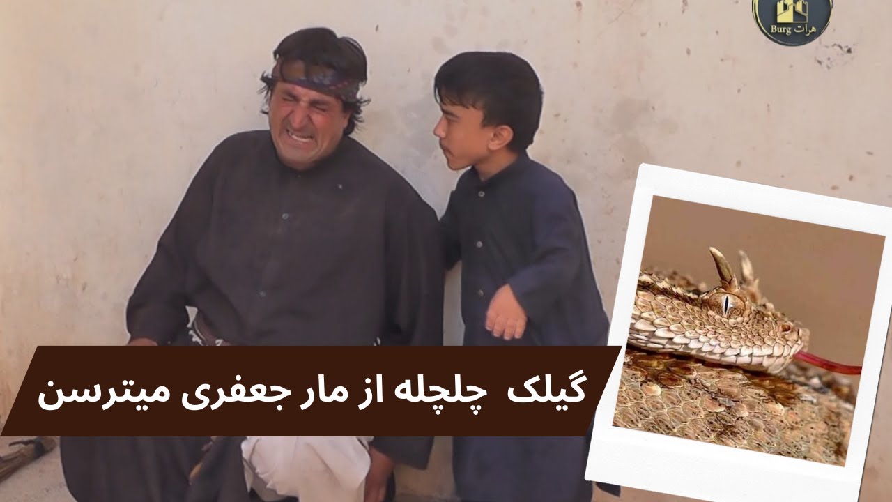 گیلک چلچله از مار جعفری میترسن