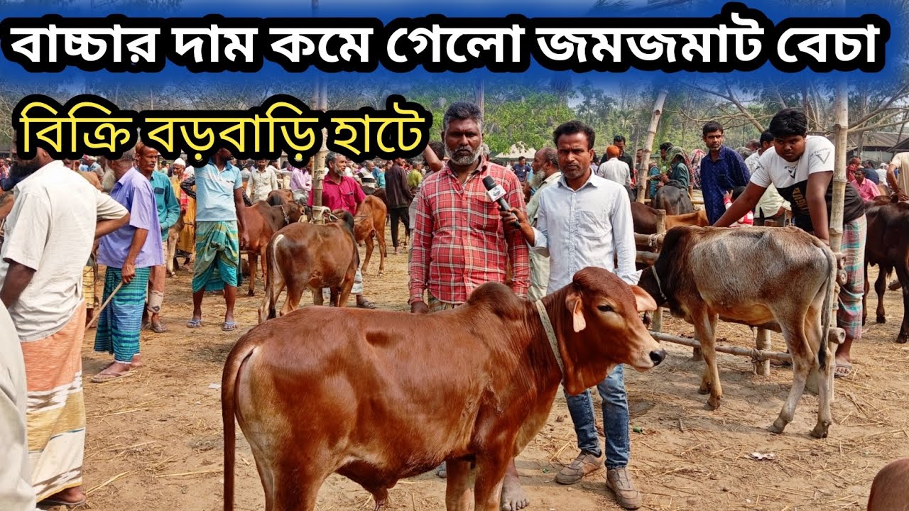 ৮ মার্চ ২০২৬| ছোট ছোট শাহিওয়াল জাতের বাচ্চা আজ বড়বাড়ি হাটে কেমন দামে বেচা বিক্রি হচ্ছে দেখেন!