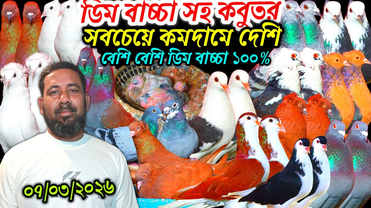 ডিম বাচ্চা সহ সবচেয়ে কমদামে দেশি বেশি বেশি ডিম বাচ্চা ১০০% ফেন্সি রেসার গোল্লা গিরিবাজ পাইকারি দামে