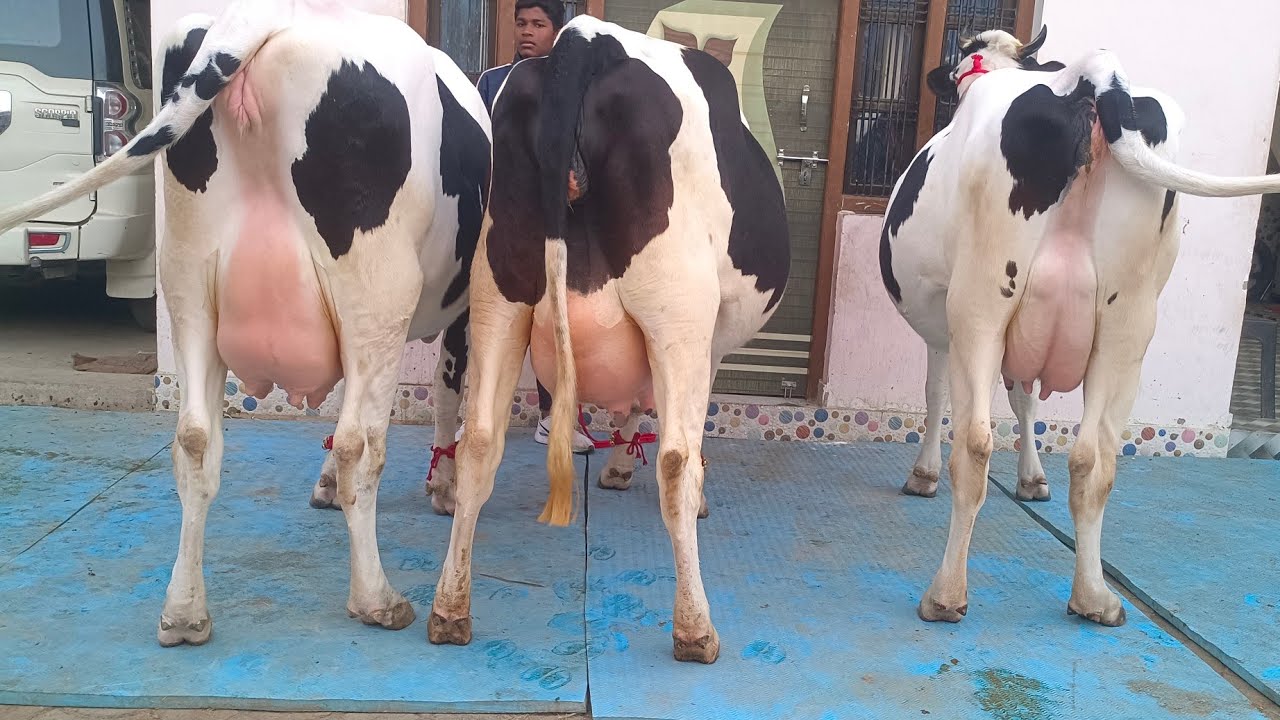 बिल्कुल यूनिक क्लास का स्टॉक बिक्री के लिए उपलब्ध शकील डेयरी फार्म पर।8127933448, 9936366262