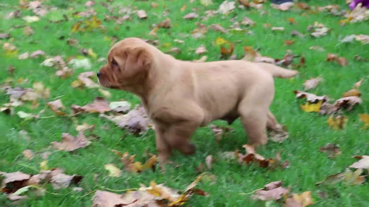 Fox Red Labrador Retriever Puppies For Sale