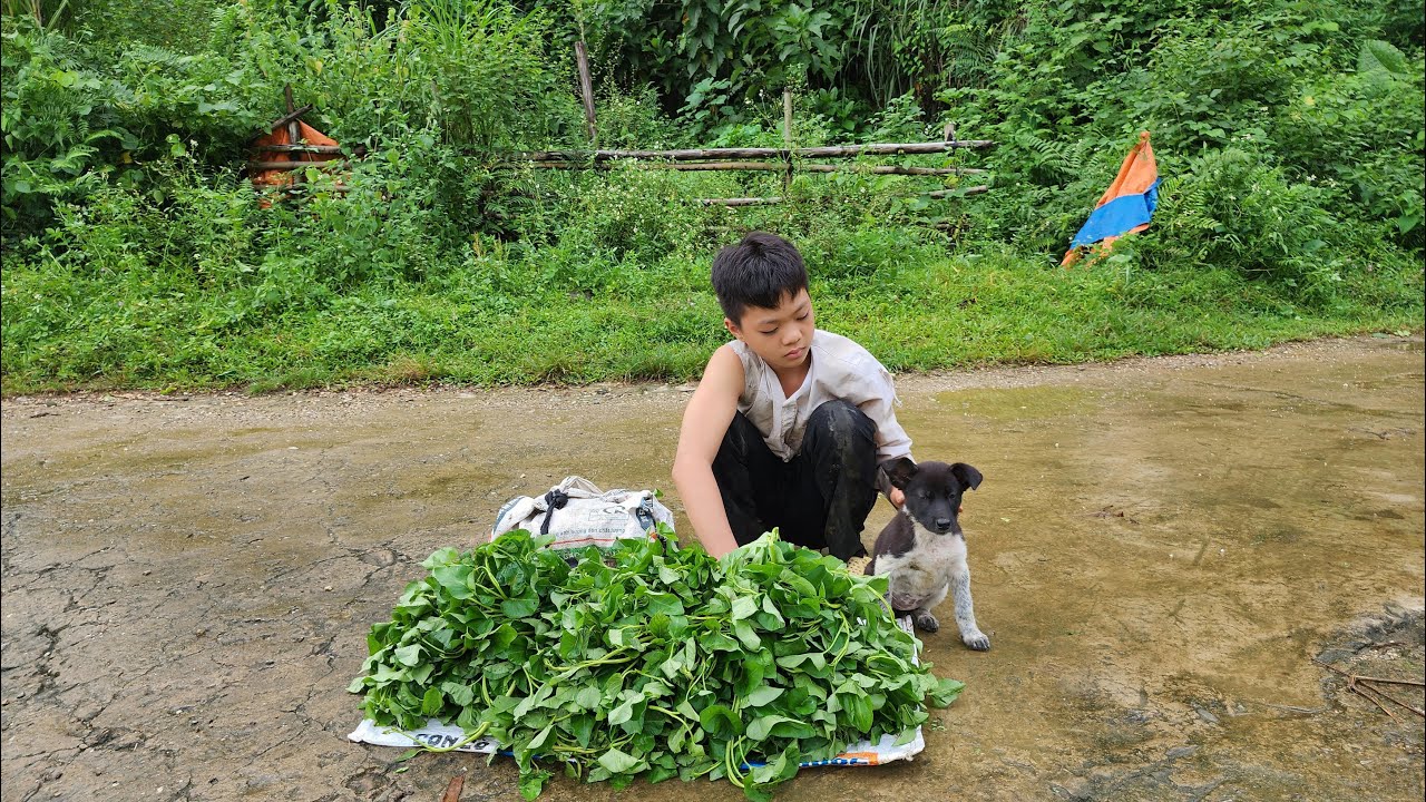 FULL VIDEO: Wandering Orphan, Picking Vegetables and Fruits to sell to make a living