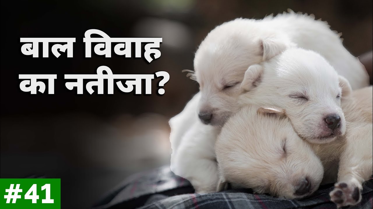 Bal vivah ka cute natija | Cute puppy | Our rescued resident animals | Peepal Farm Update #41