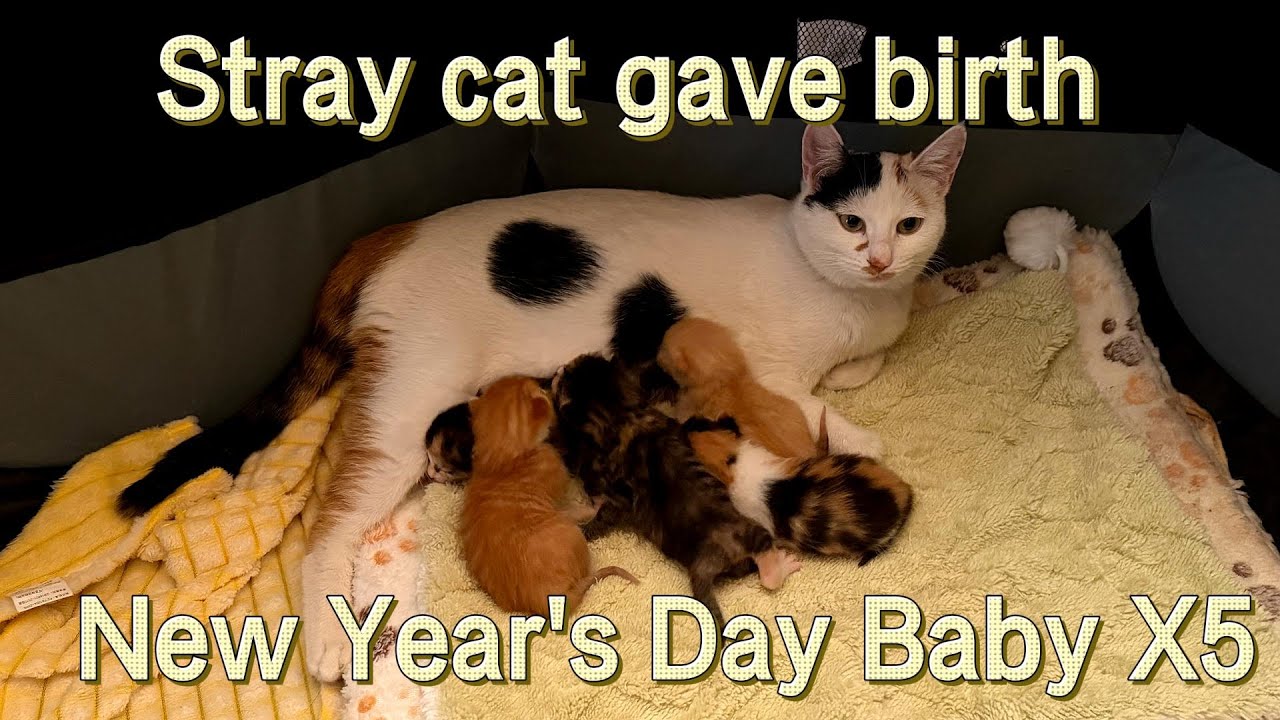 A stray cat gave birth to five kittens at home