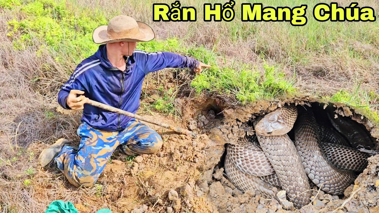 Lần Theo Dấu Vết Để Lại Của 1 Con Rắn Hổ Mang Chúa Nặng 5kg Cô Gái Gào Thét Bỏ Chạy