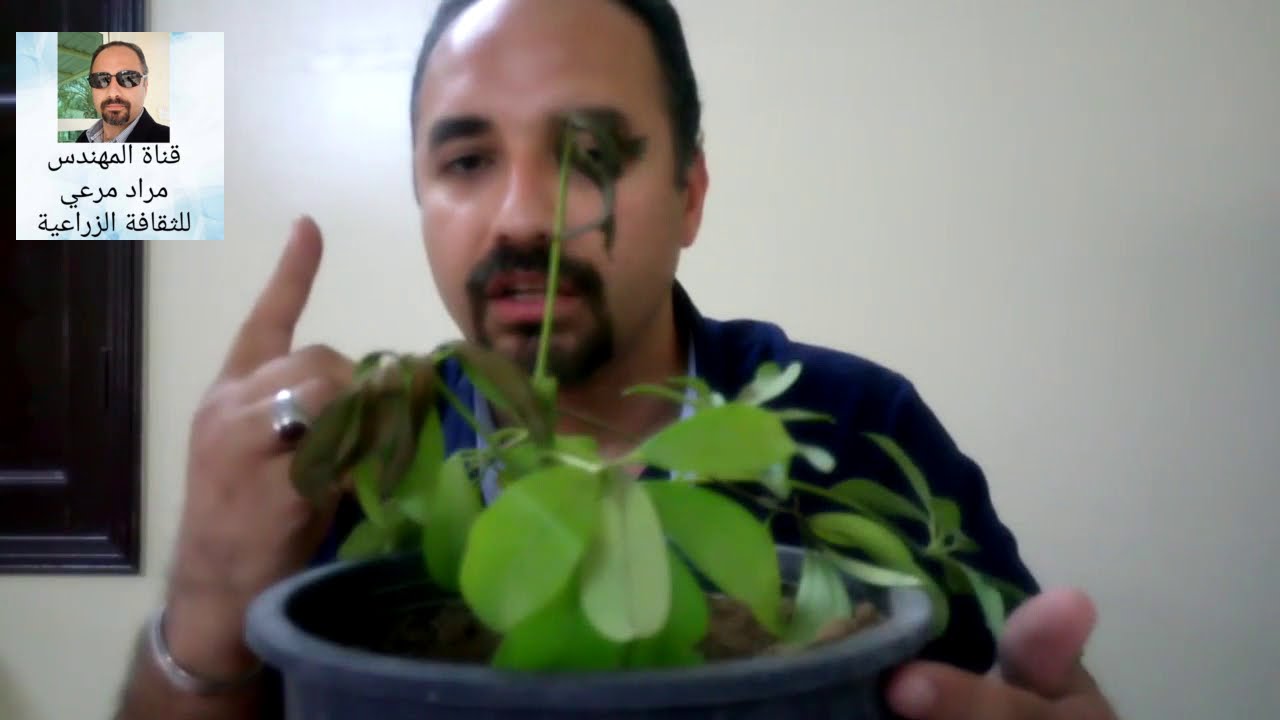 شفليرا طرق تكاثر ورعاية خاصة بالمنزل Schefflera حلقة 188