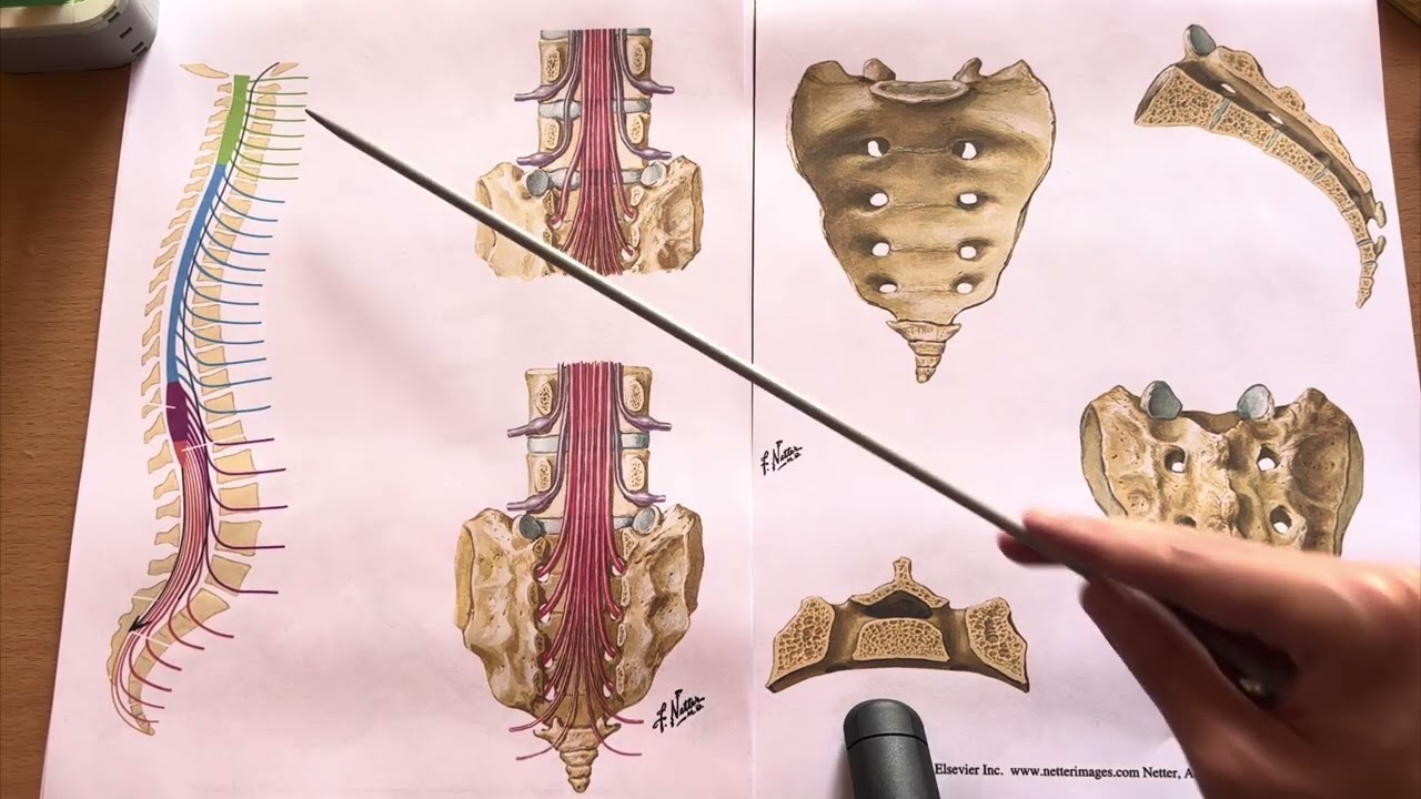 Médula Espinal - COMPLETA 