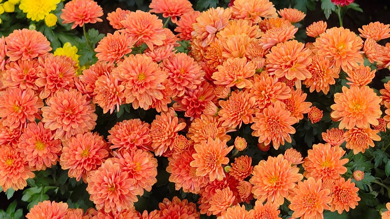 Beautiful flower garden