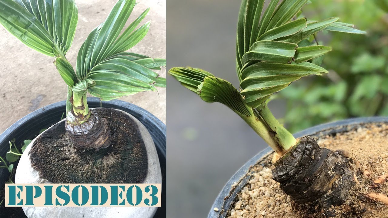 Coconut Bonsai Work Episode 03