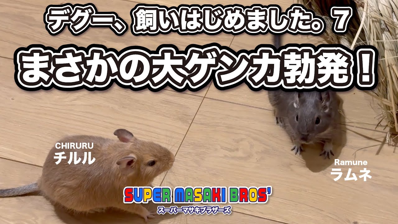 「デグー、飼いはじめました8｜まさかの大ゲンカ勃発！」
