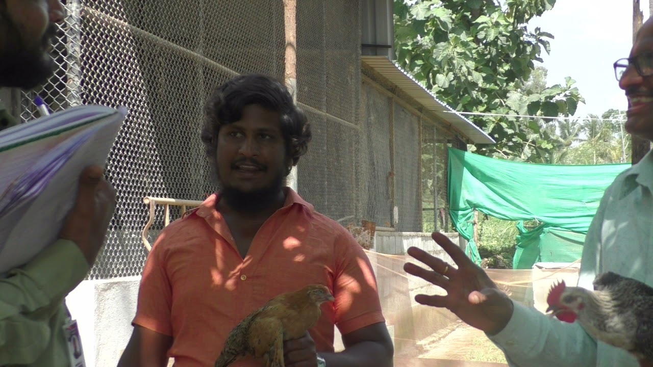 What to Feed Chickens,Good Poultry Health|| Mysore Nati Trusted Brand in Country chicken  In India