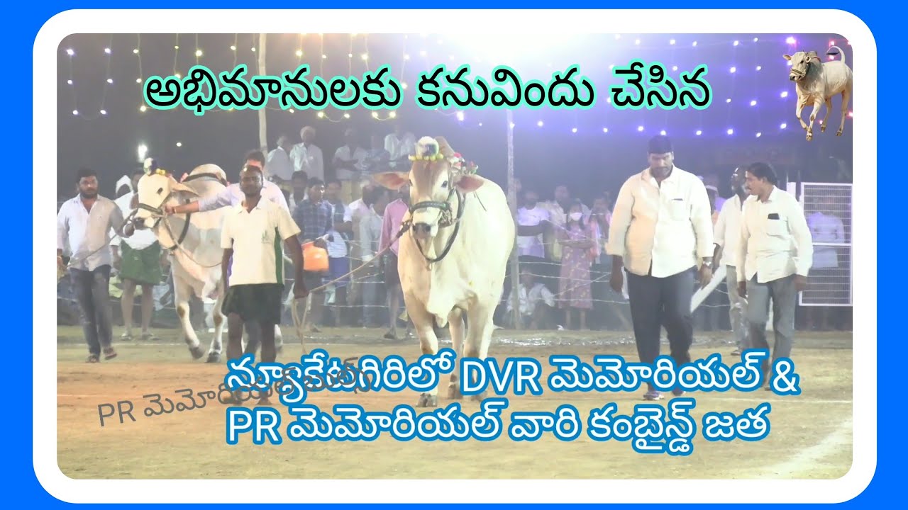న్యూకేటగిరిలో DVR మెమోరియల్ & PR మెమోరియల్ వారి కంబైన్డ్ జత #ongolebulls #dvr #prmemorialbulls