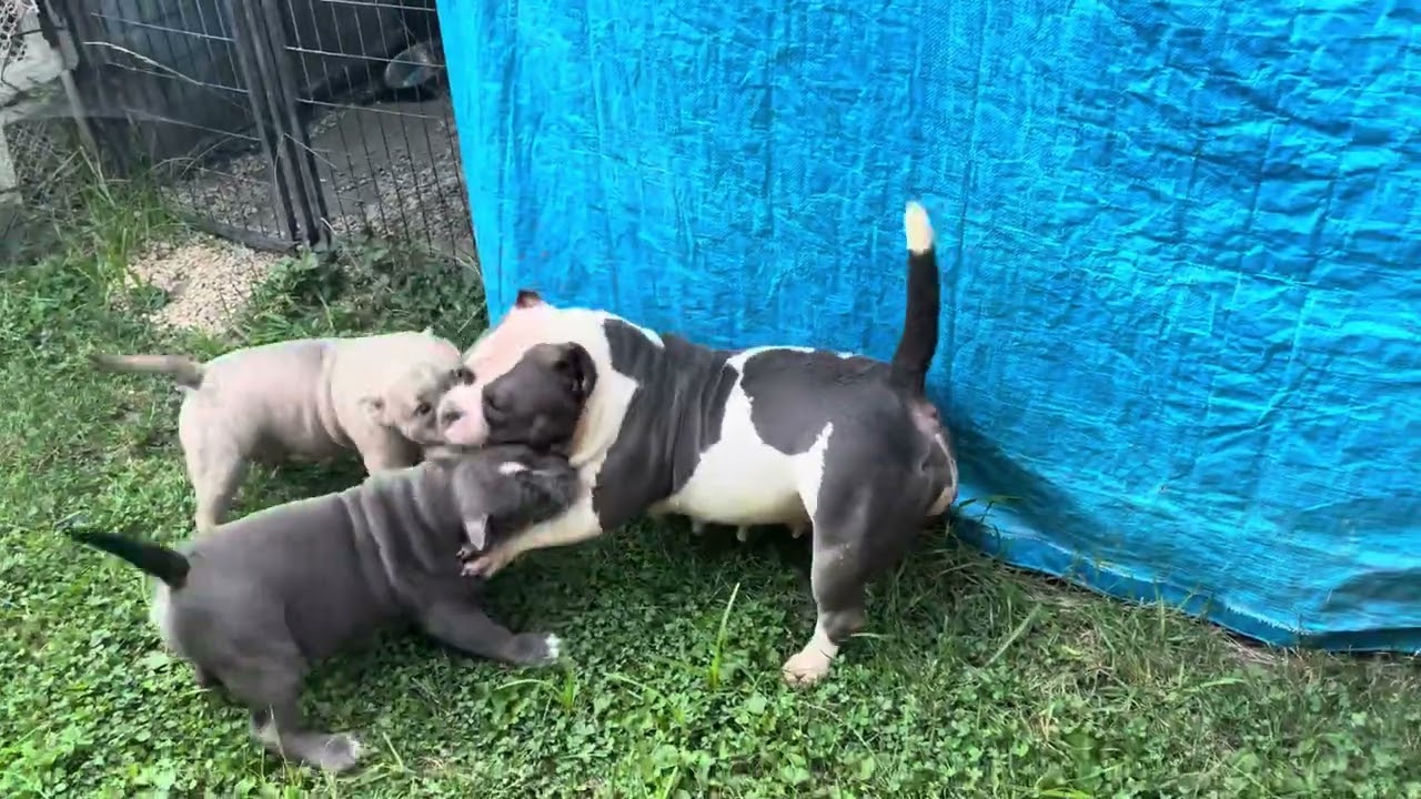 American Bullies: Back Too School End Of Tha Summer Sales Pocket Bullies #puppy #cutedog #juice 
