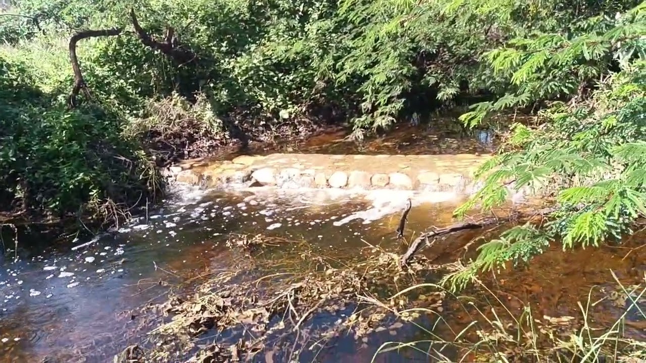 A vegetação nativa foi incendiada 
