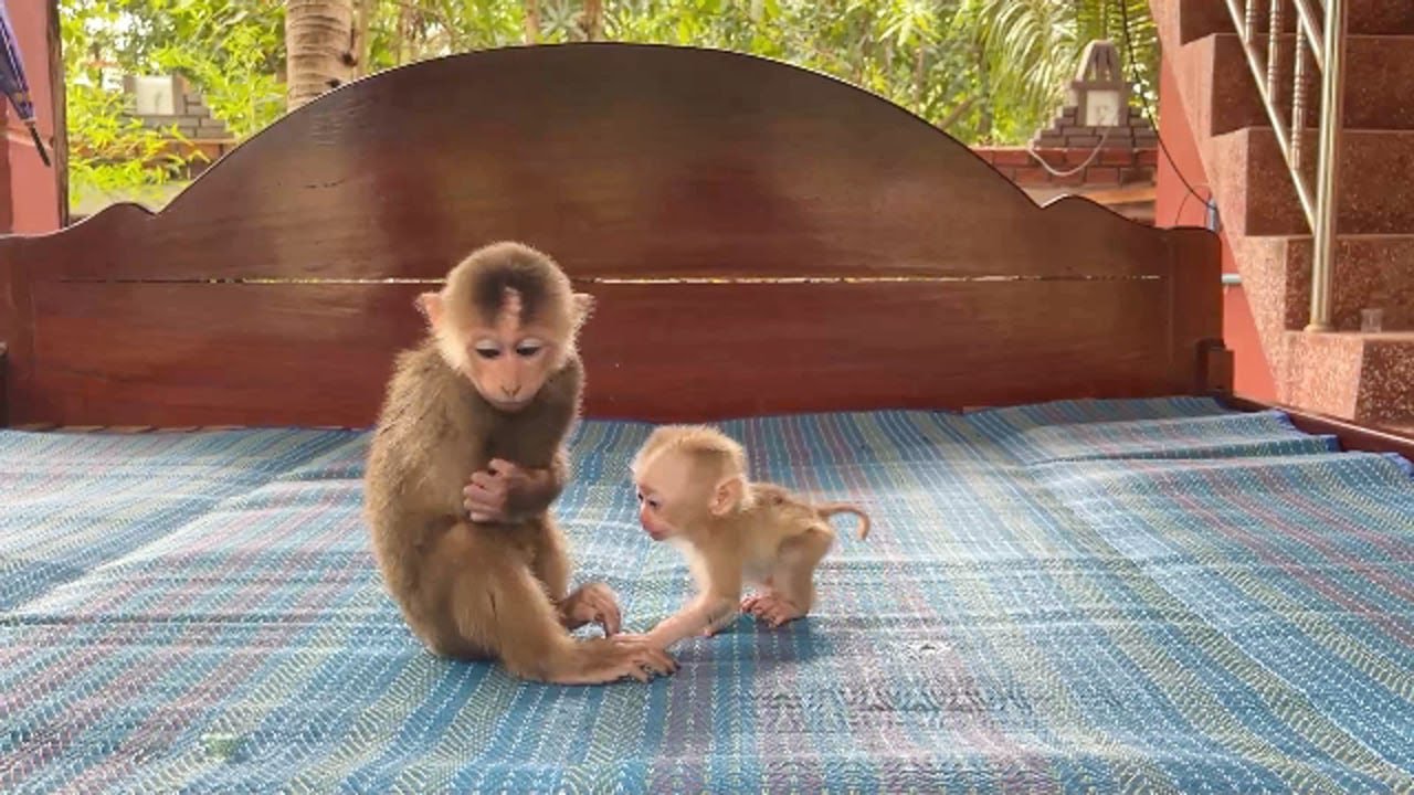 Why TanTan Always Deny To Play With Poor Baby A Tong Like This..?