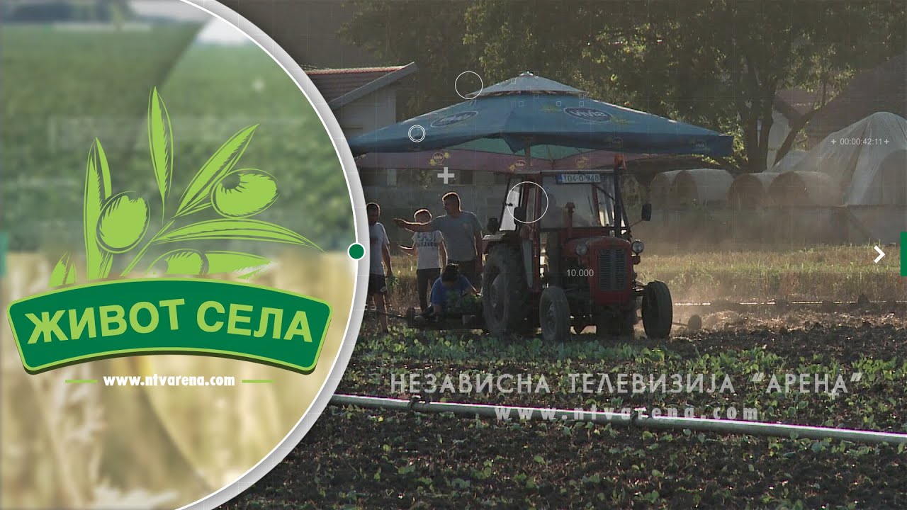 Obavljena ljetna sadnja kasnog kupusa u Semberiji; Slijedi borba sa iskušenjima koje diktira priroda