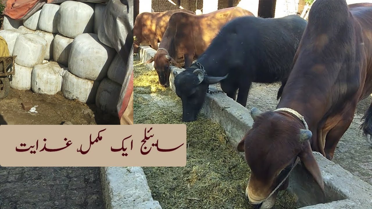silage ke faidy
