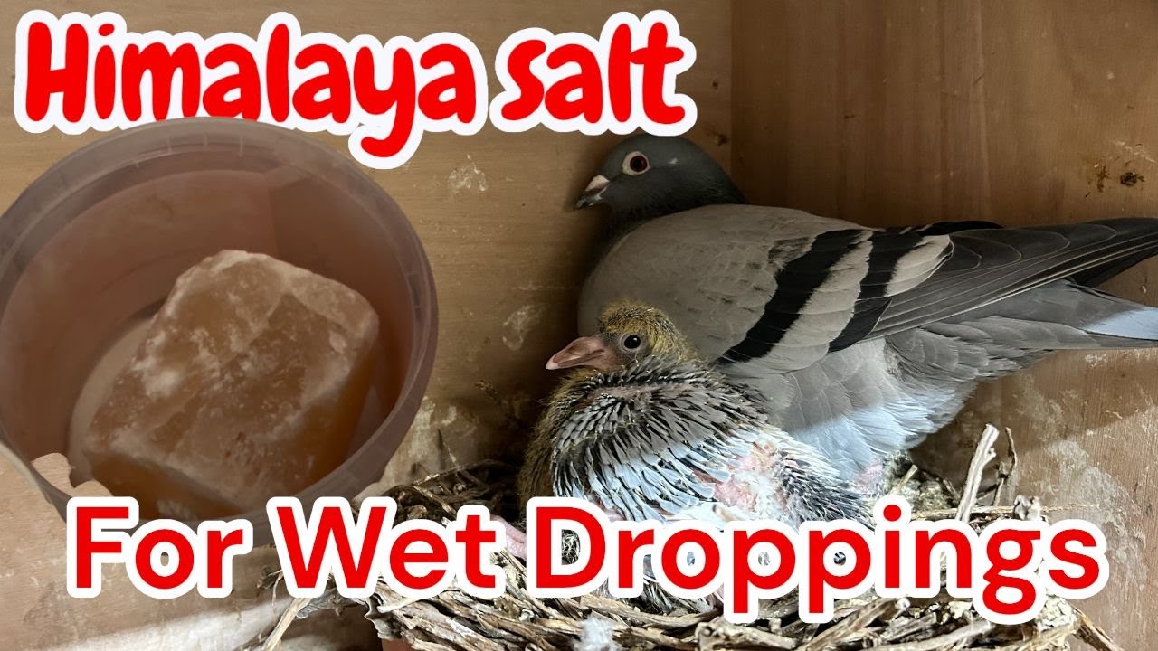 Himalaya Salt Stops Wet Droppings | Racing Pigeon Care