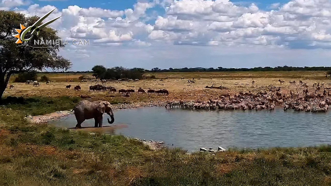 Elephant Drinking at Okaukuejo Waterhole, Etosha National Park 🐘 | A Quiet Moment in the Wild