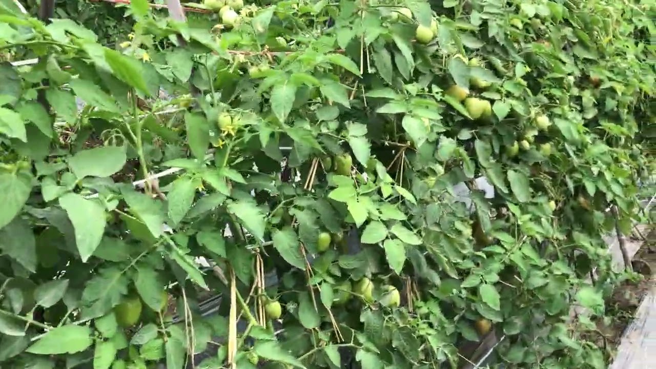 ngày 28 tháng 12, 2025