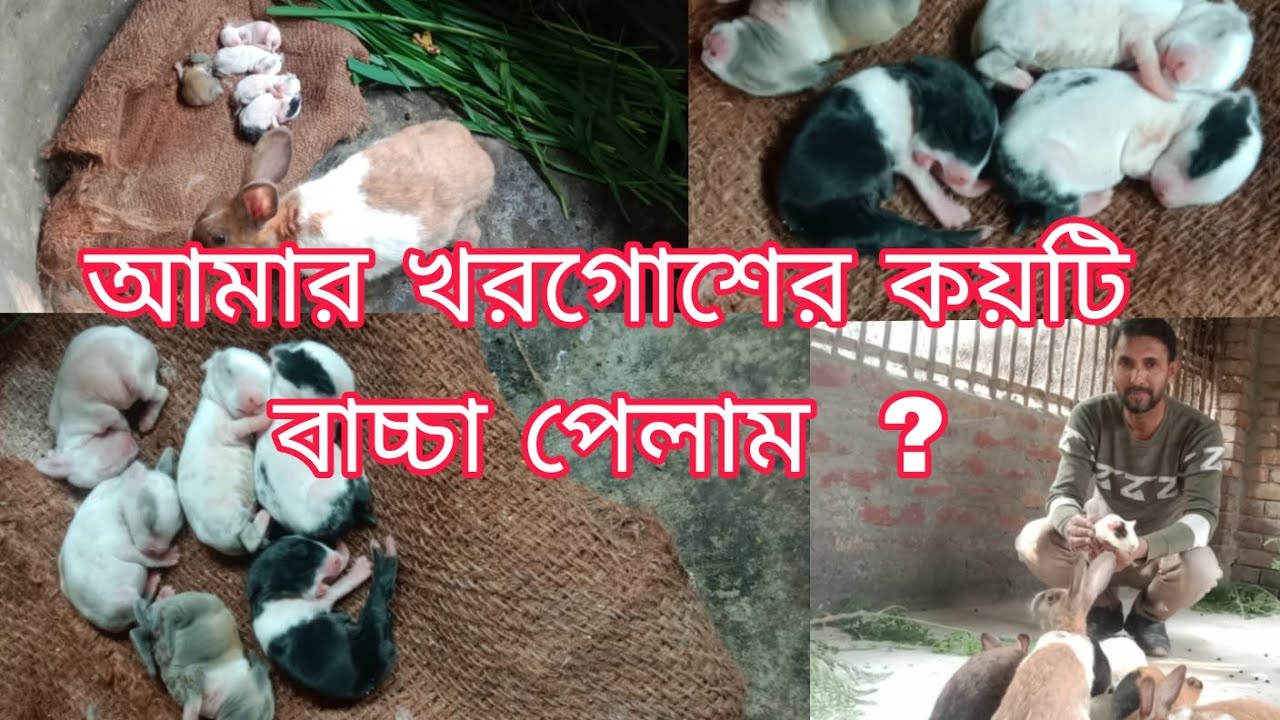 আমার খরগোশের কয়টি বাচ্চা পেলাম 🐇🐇🐇🐇🐇🐇