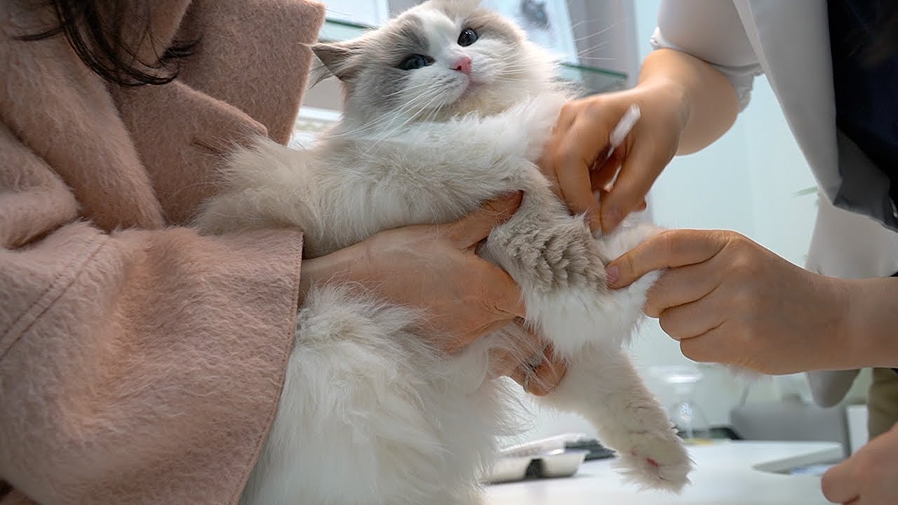 주사 맞을 때 인상 쓰며 부들부들 참는 고양이