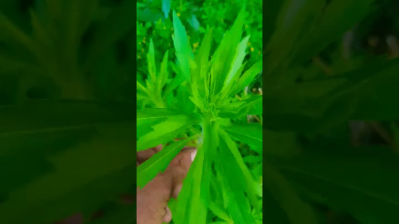 Scientific Name: Horseweed, Plants #shorts