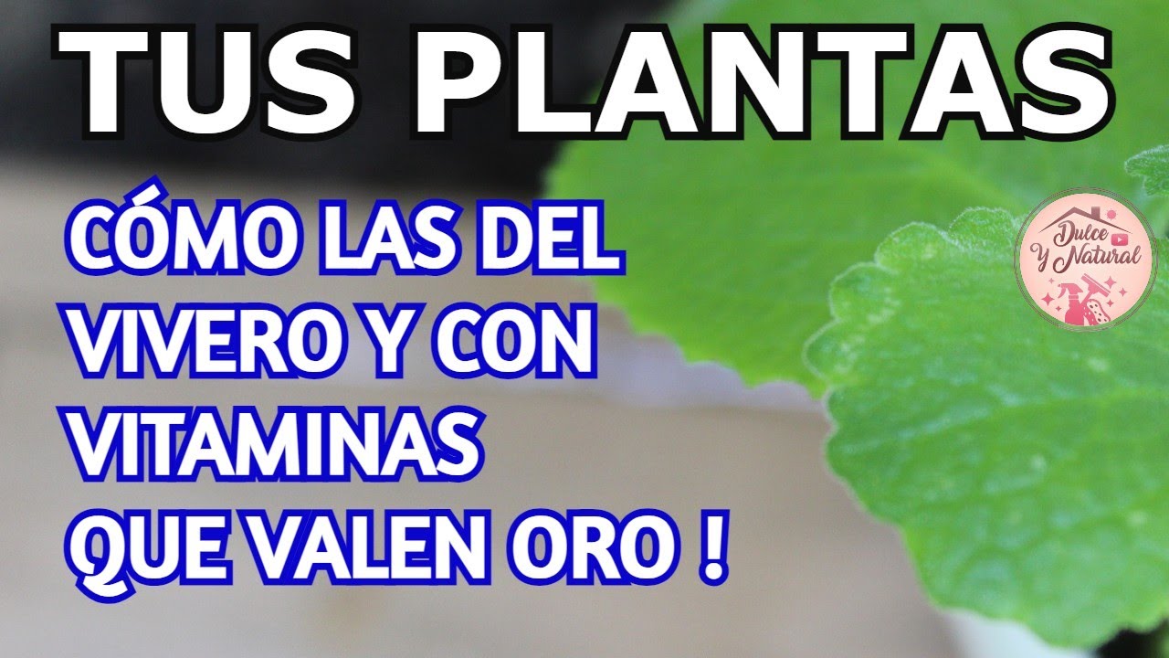 ✨ Potente FERTILIZANTE  HECHO EN CASA que sale de tu COCINA / Dulce y Natural.