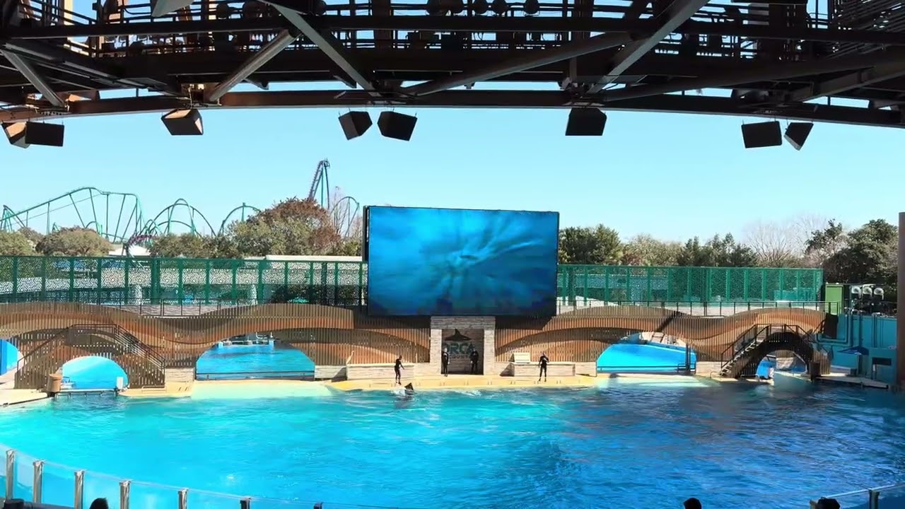 Orca Encounter Show #seaworld #orca #orlando #florida 