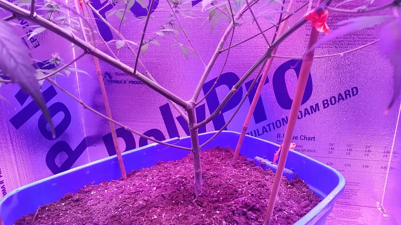 Kandy Kush day 31 of FLOWER! 💐💐💪