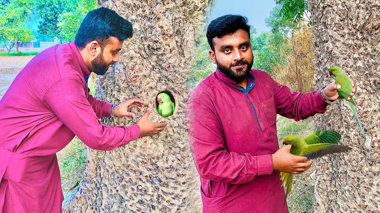 Green Parrot paker Liya 🦜|| How to Catch a Green Parrot 🪤 || Dihat Main Ronak