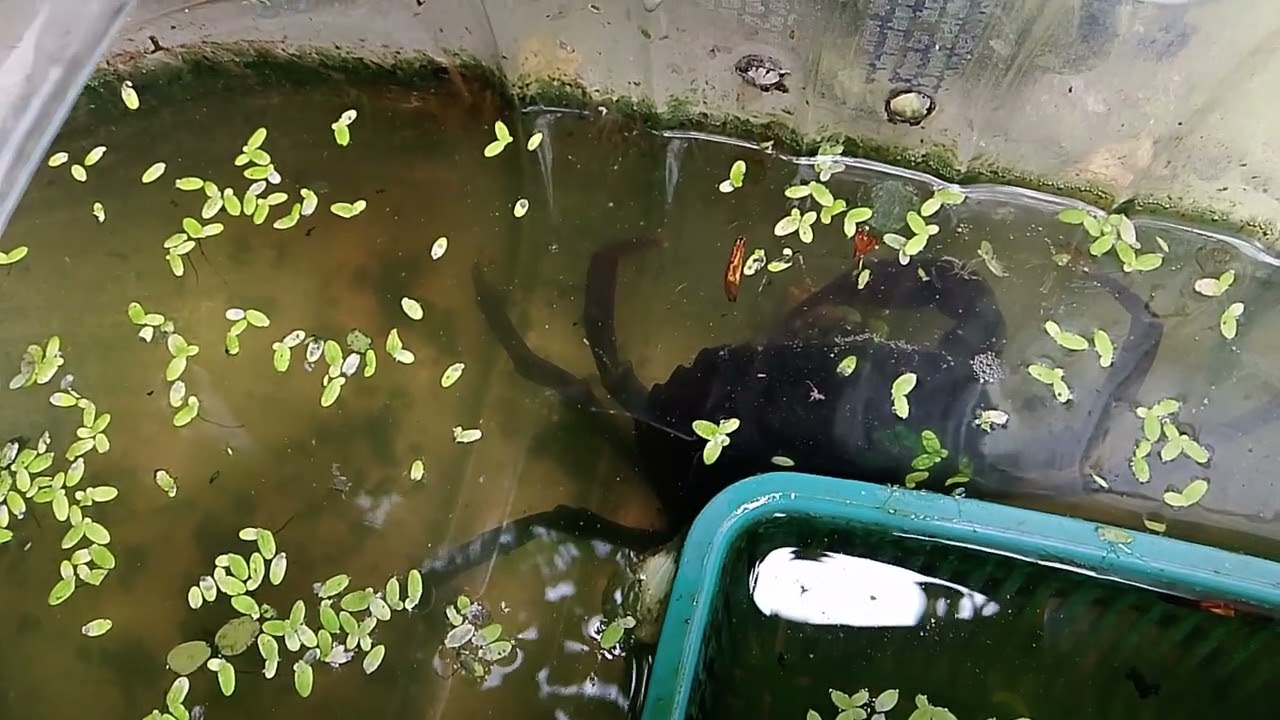 Cua ăn sâu không ?