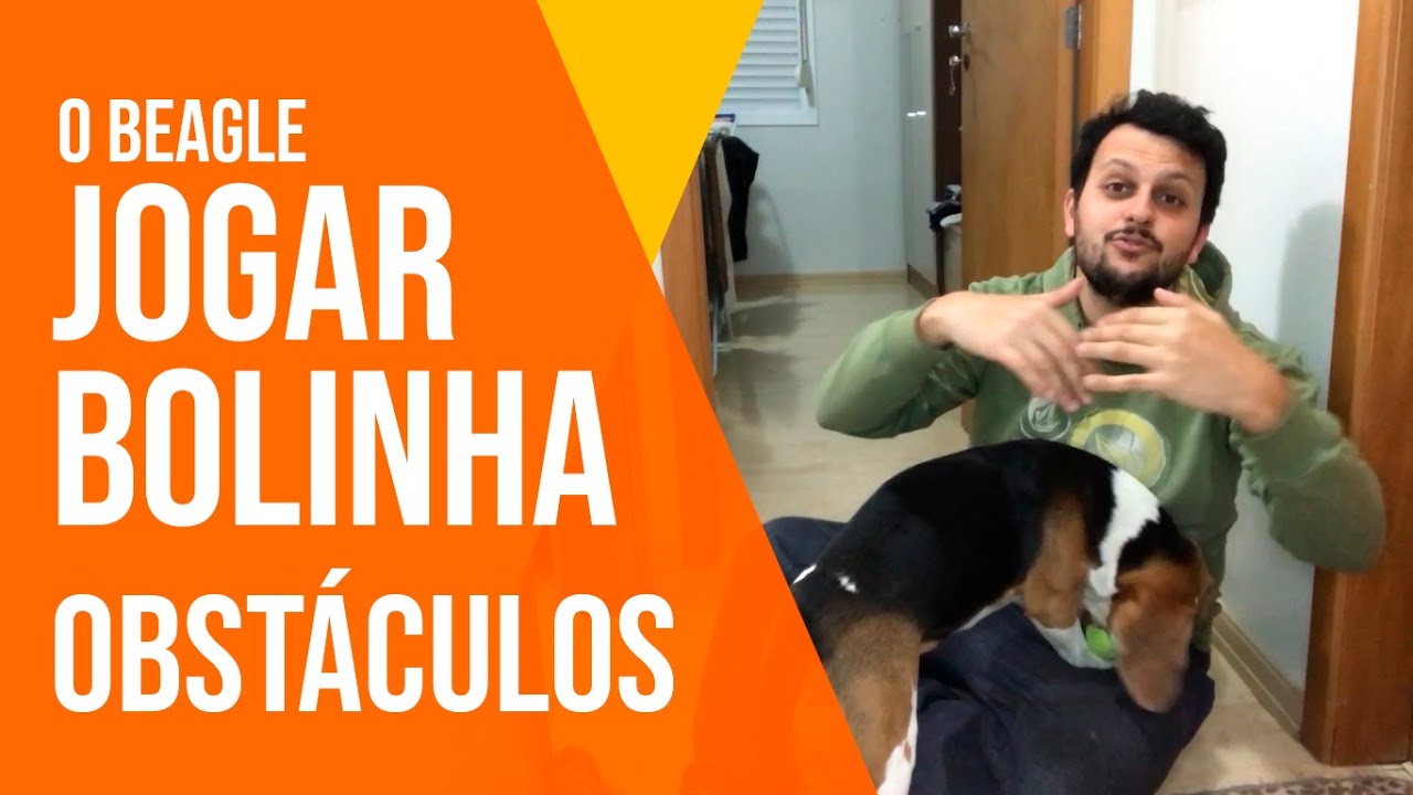 O beagle, jogar bolinha e obstáculos