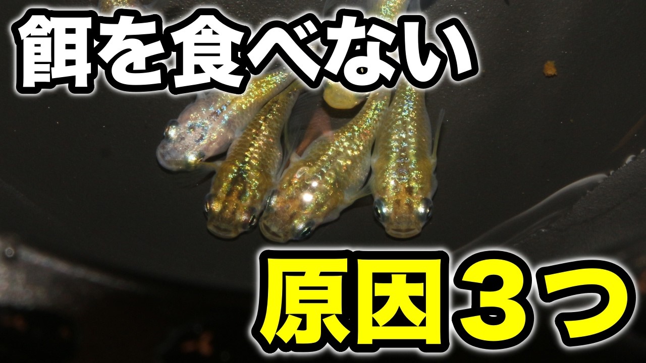 【NGパターンと豆知識あり】メダカが餌を食べない原因３つと対処法！