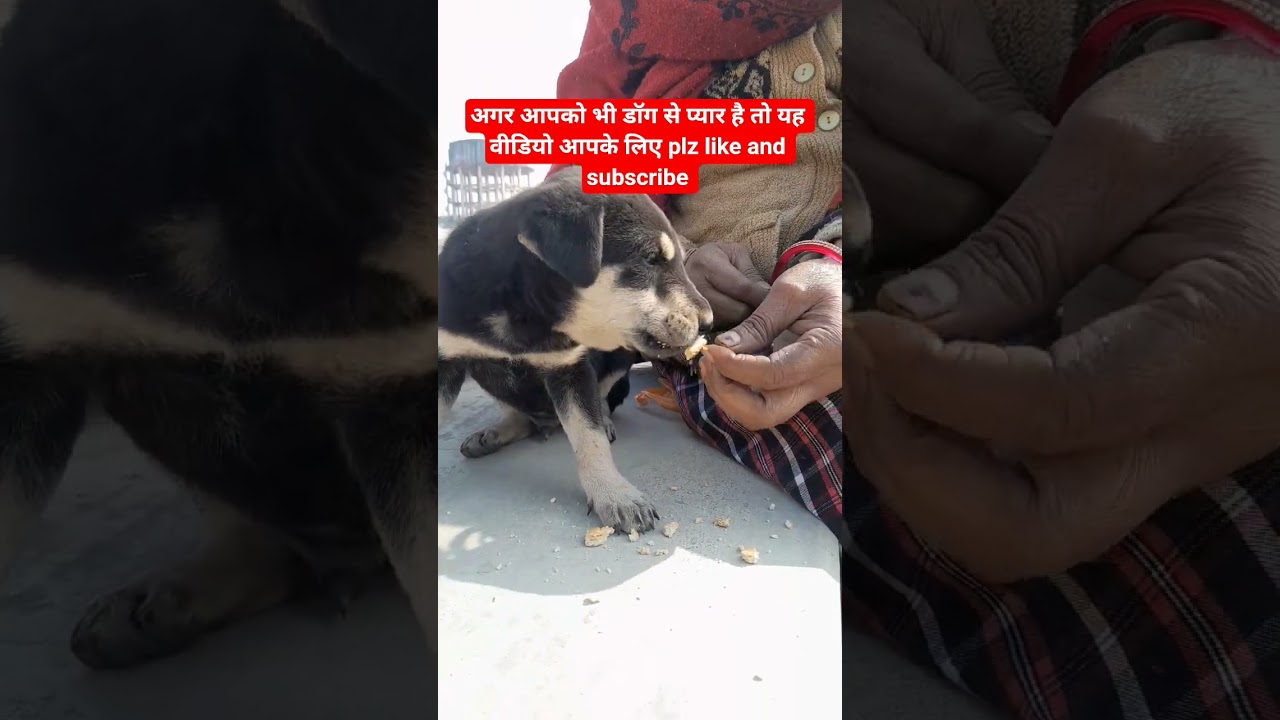 अगर आपको भी डॉग से प्यार है तो यह वीडियो आपके लिए 