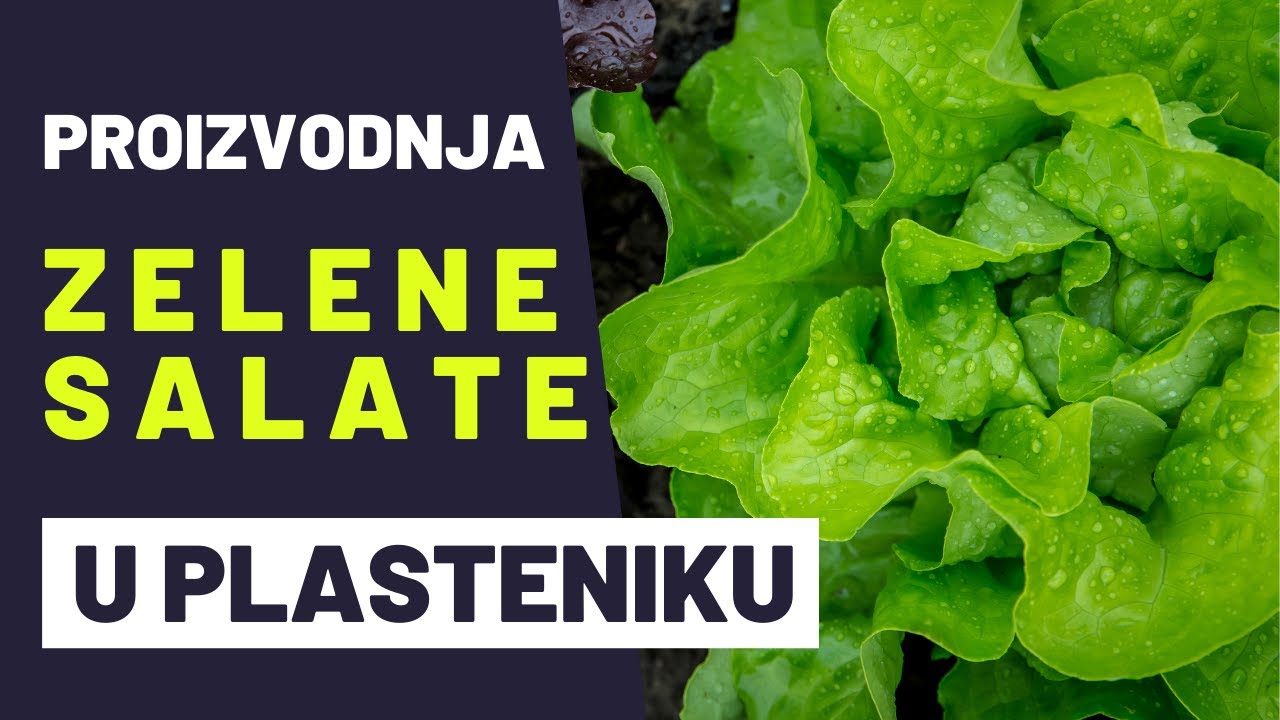 Kako ZARADITI od Proizvodnje Povrća u PLASTENIKU?