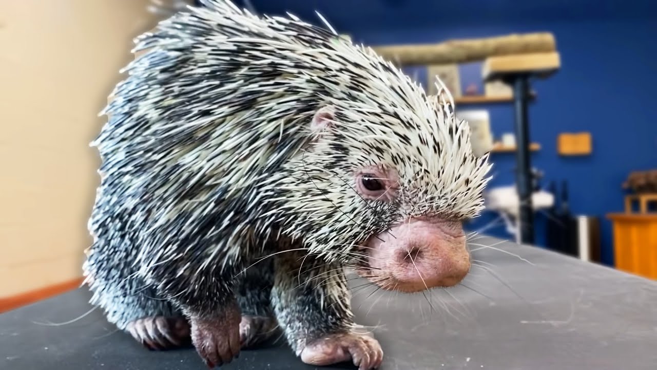 Porcupine Loves To Get Pet